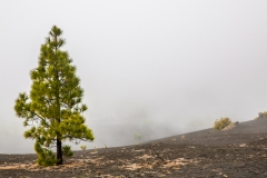 La Palma - El Pilar