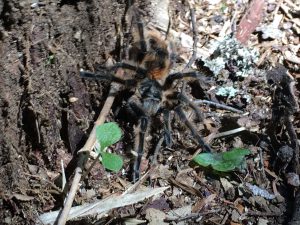 Die Vogelspinne im Nationalpark.