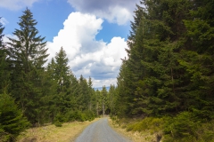 Harz - Wanderweg in Richtung Wolfswarte
