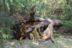 Harz - Wanderweg in Richtung Wolfswarte