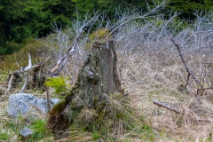 Harz - Wanderweg in Richtung Wolfswarte