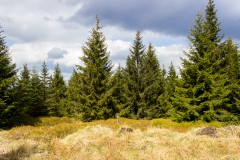 Harz - Wanderweg in Richtung Wolfswarte