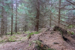 Harz - Schnee auf der Wolfswarte