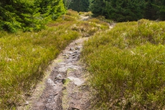 Harz