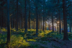 Harz