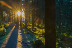 Harz