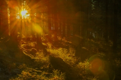 Harz