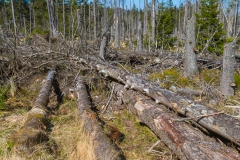 Harz - auf zum Brocken