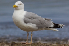 Rügen - Prora