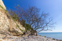 Rügen - Kreidefelsen vor dem Königsstuhl
