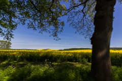 Rügen - überall Rapsfelder