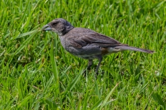 Osterinsel - Hanga Roa