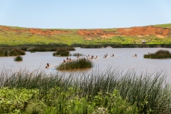 Tapati Rapa Nui - "Triathlon" am Rano Raraku
