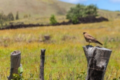 Osterinsel - entlang der Westküste