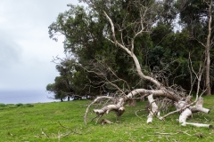 Osterinsel: am Vulkan Puakatike/Poike