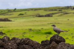 Richtig viele Tiere gab es auf der Insel nicht zu sehen