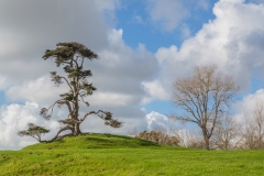 Auckland - Cornwall Park und One Tree Hill