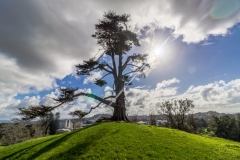 Auckland - Cornwall Park und One Tree Hill