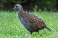 Neuseeland - Weka