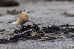 Neuseeland - Nordinsel - Ostküste - Rusell