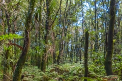 Neuseeland - Nordinsel - Westküste - Traunson Kauri Park
