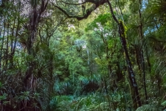 Neuseeland - Nordinsel  - Waipua Forest