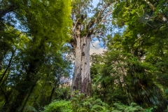 Neuseeland - Nordinsel  Waipua Forest - Tane Mahuta, Herr des Waldes, größter noch lebender Kauribaum in NZ