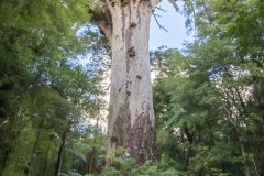 Neuseeland - Nordinsel  Waipua Forest - Tane Mahuta, Herr des Waldes, größter noch lebender Kauribaum in NZ