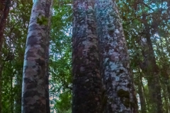 Neuseeland - Nordinsel  Waipua Forest - Four Sisters, 4 Kauribäume eng zusammen.