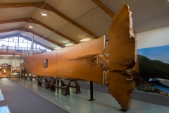 Neuseeland - Nordinsel - Kaurimuseum in Matakohe - die Größe eines Kauribaumes
