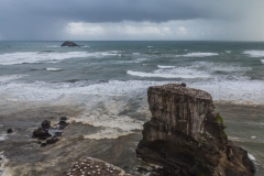 Neuseeland - Nordinsel - Westküste nahe Auckland - bei der Morus (Gannet) Kolonie in Muriwai