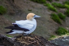 Neuseeland - Nordinsel - Westküste nahe Auckland - bei der Morus (Gannet) Kolonie in Muriwai
