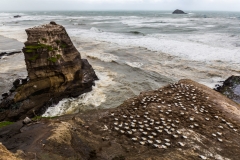 Neuseeland - Nordinsel - Westküste nahe Auckland - bei der Morus (Gannet) Kolonie in Muriwai