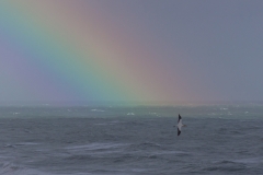 Neuseeland - Nordinsel - Westküste nahe Auckland - bei der Morus (Gannet) Kolonie in Muriwai