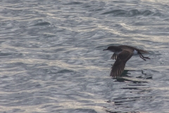 Neuseeland - Sealinkfähre zur Great Barrier Island