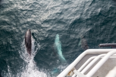 Neuseeland - Sealinkfähre zur Great Barrier Island - Delphine begleiten uns