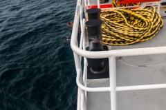 Neuseeland - Sealinkfähre zur Great Barrier Island - Delphine begleiten uns