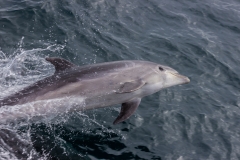 Neuseeland - Sealinkfähre zur Great Barrier Island - Delphine begleiten uns