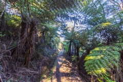 Neuseeland - Great Barrier Island - Warrens Track bei Port Fitzroy