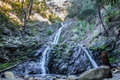 Neuseeland - Great Barrier Island - Warrens Track bei Port Fitzroy