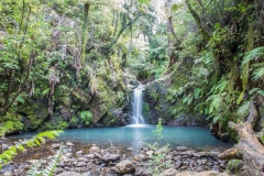 Neuseeland - Great Barrier Island - Kauri Falls