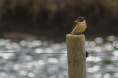 Neuseeland - Great Barrier Island - Kingfisher