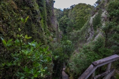 Neuseeland - Great Barrier Island - Windy Canyon