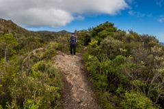 Neuseeland - Great Barrier Island - Palmers Track zu Mount Hobson