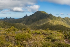 Neuseeland - Great Barrier Island - Palmers Track zu Mount Hobson