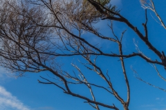 Neuseeland - Great Barrier Island - Harataonga Walkway