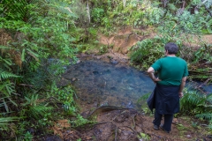 Neuseeland - Auckland Region - Waitakere Ranges - Cascade Kauri Park