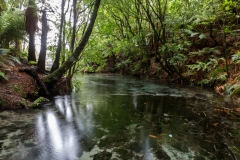 Neuseeland - Nordinsel - Hamurana Springs