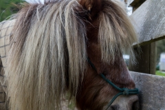 Neuseeland - Nordinsel - Whangamomona