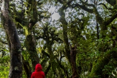 Neuseeland - Nordinsel - Dawsons Falls